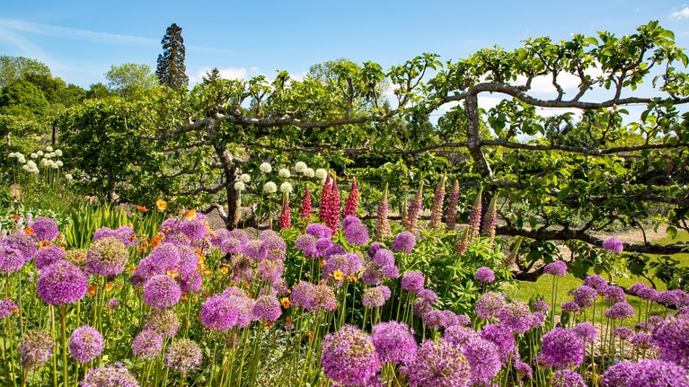 A bank of purple alliums grow in front of a row of espalier apple trees in the Walled Garden at Wimpole Estate